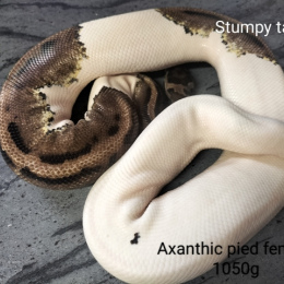 BP Combo 3 Axa/Pied Project 2M 3F