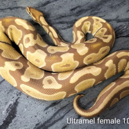 BP Combo7 Ultramel Project    2M 4F