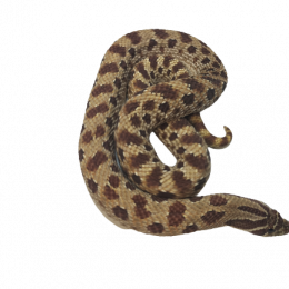 SOLD Western Hognose Snake F-Gene Y