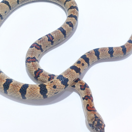 SOLD Thayeri Variable King Snake M-2018