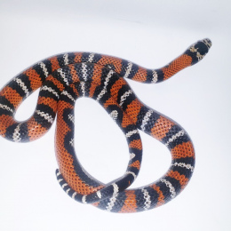 SOLD Andean Milk Snake M-2020