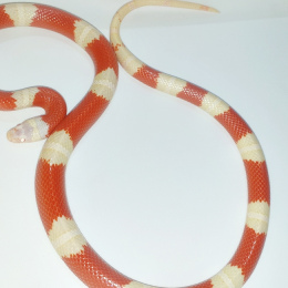 SOLD Sinaloan Milk Snake Albino F-2020