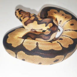 SOLD - Ball Python Clown M-2020