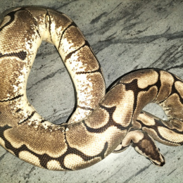 Axanthic Fire Spider Ball Python F 2019