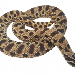 SOLD Western Hognose Snake F-Gene X