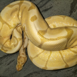 Spider Banana Ball Python M 2016