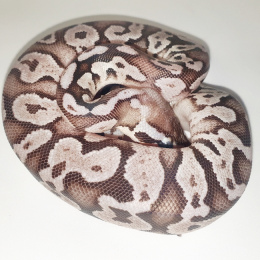 SOLD Ball Python Firefly Axanthic F-2020