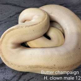 BP Combo 4  See More 2 Pairs