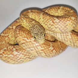 SOLD - Florida King Snake Hypomelanistic F-2016