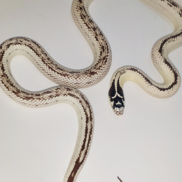 SOLD - Californian King Snake High White PAIR-2018