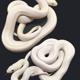 SOLD Texas Rat Snake Leucistic Pair-2020