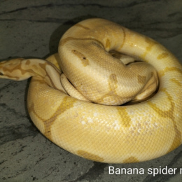 BP Combo 6 Super Deal 3 Pairs