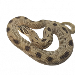 SOLD Western Hognose Snake Anaconda M-2020