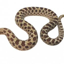 SOLD Western Hognose Snake Citrus M-2018