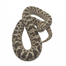 SOLD Western Hognose Snake Citrus F-2019