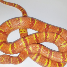 SOLD Variable King  Albino & Normal PAIR-2017