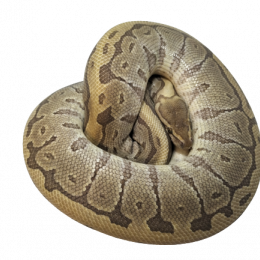 SOLD Ball Python Kingpin M-2013